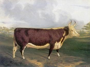 unknow artist Cow 145